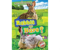 Rabbit_or_Hare_
